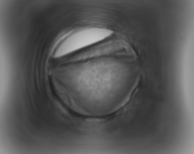 X0000085300242200703302007
