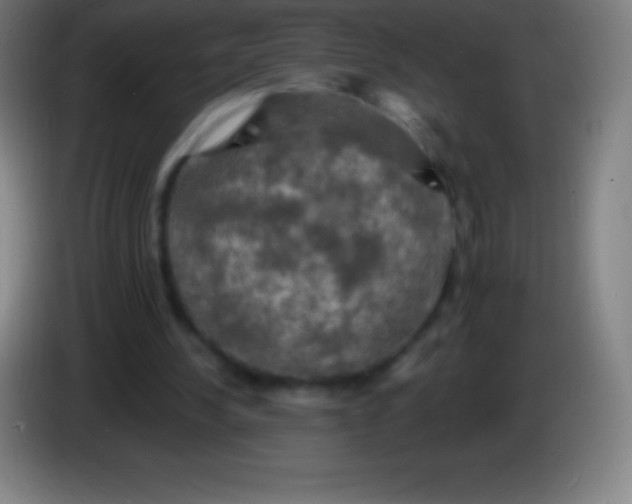 X0000085300244200703302007