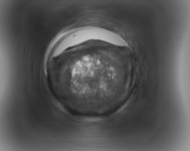 X0000085300246200703302007