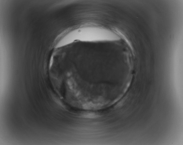 X0000085300249200703302007