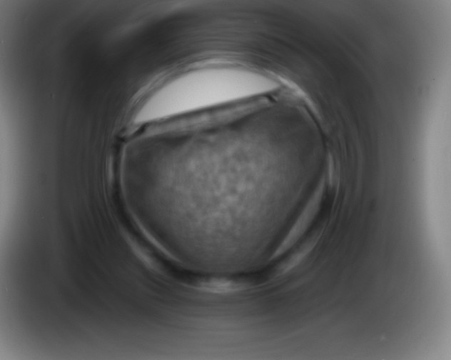 X0000085300253200703302007