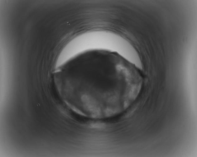 X0000085300258200703302007