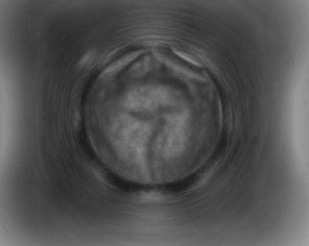 X0000085300259200703302007
