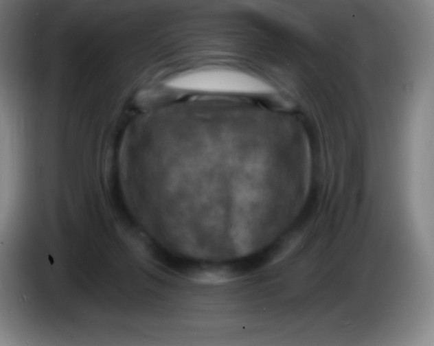 X0000085300263200703302007