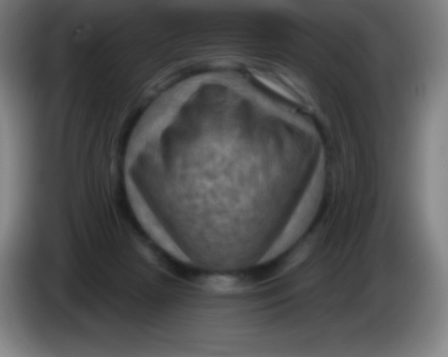 X0000085300265200703302007
