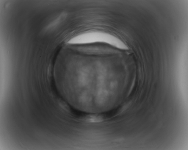 X0000085300275200703302007