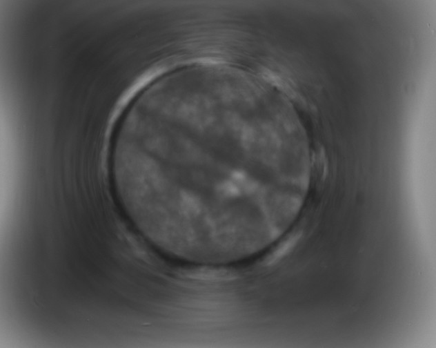 X0000085300292200703302007