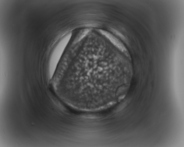 X0000085300299200703302007