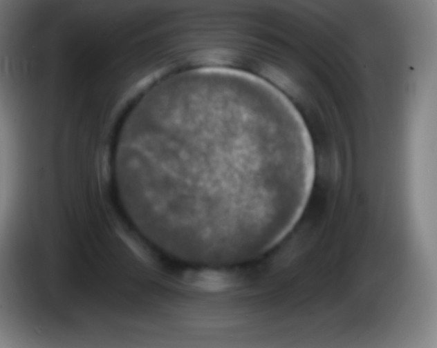 X0000085300302200703302007