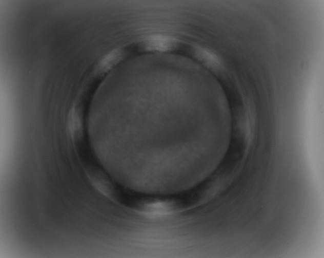 X0000085300312200703302006