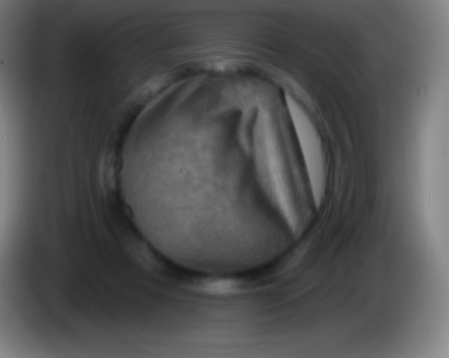 X0000085300313200703302006