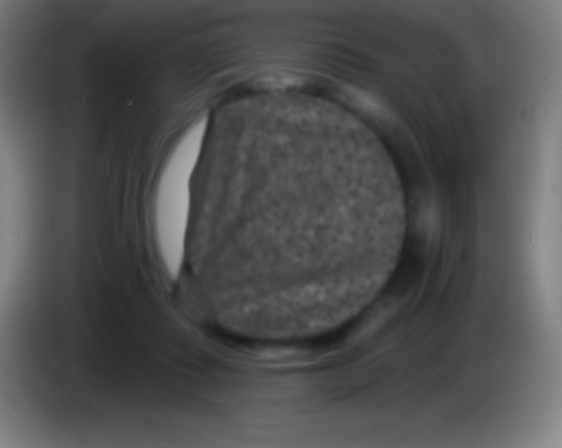 X0000085300315200703302006