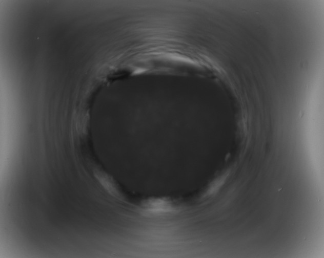 X0000085300325200703302006