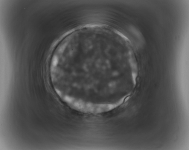 X0000085300337200703302005