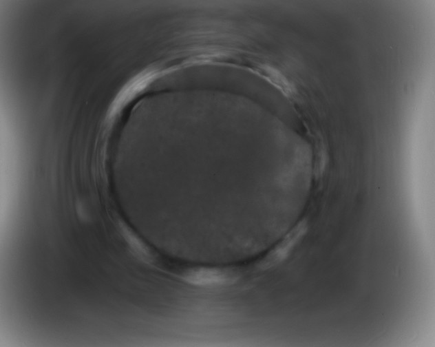 X0000085300341200703302005