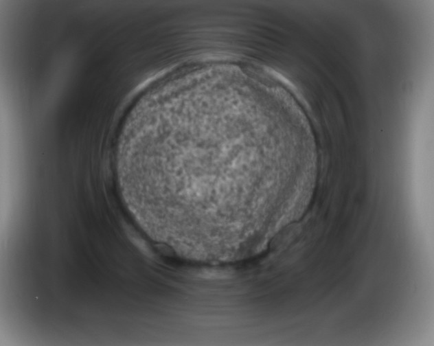 X0000085300345200703302005