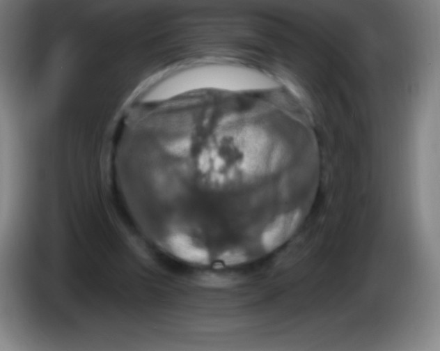 X0000085300346200703302005