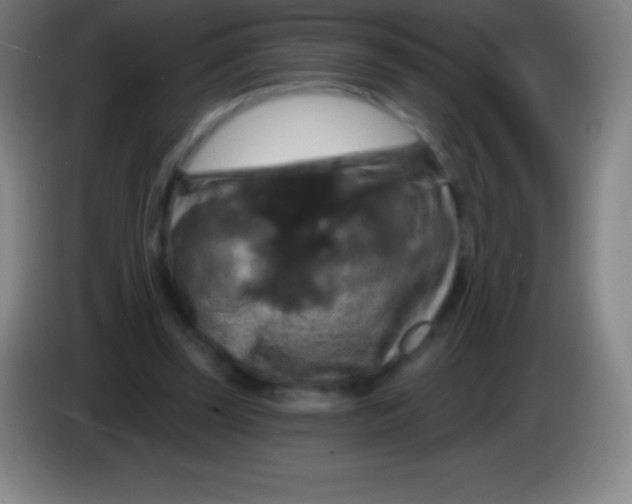 X0000085300347200703302005