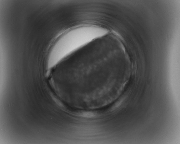 X0000085300349200703302005