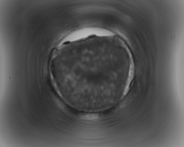 X0000085300353200703302006