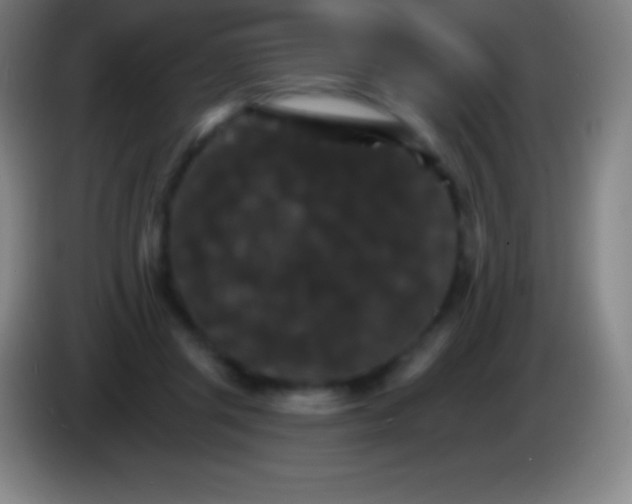 X0000085300357200703302006
