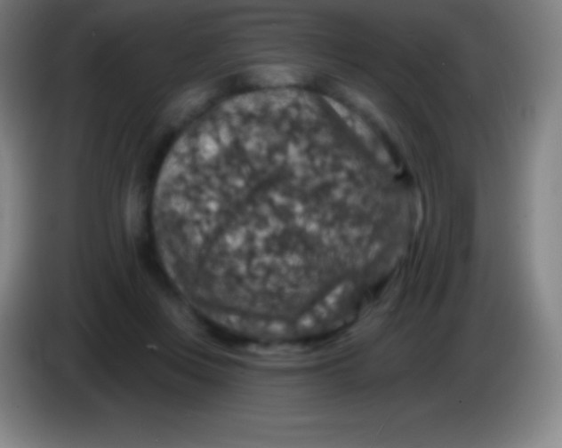 X0000085300359200703302006