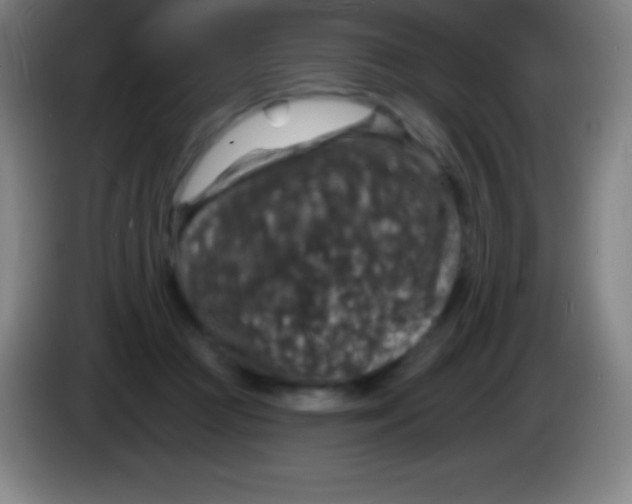 X0000085300361200703302006