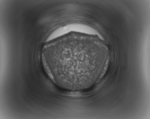 X0000085300363200703302006