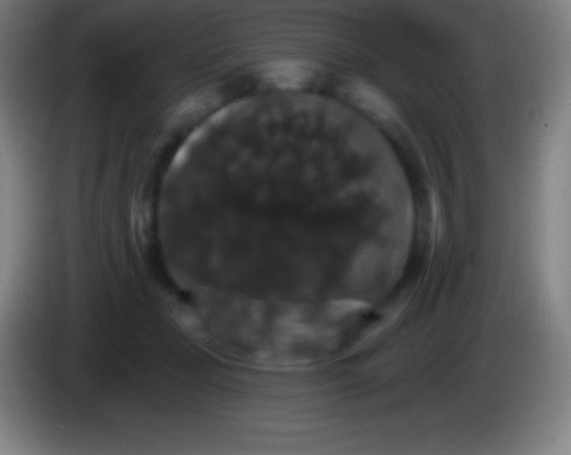 X0000085300365200703302006