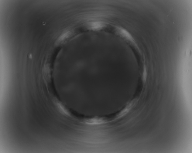 X0000085300366200703302006