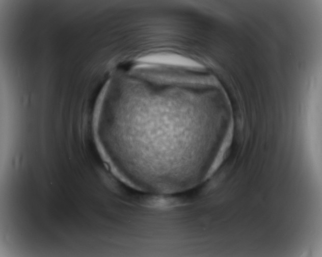 X0000085300379200703302006