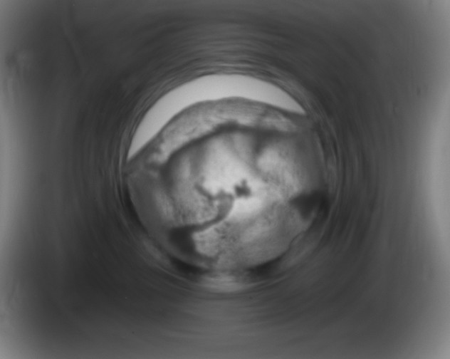X0000085300381200703302006