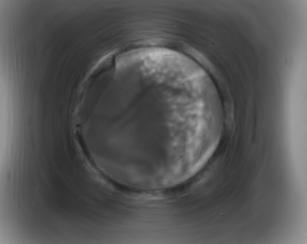 X0000085300386200703302005