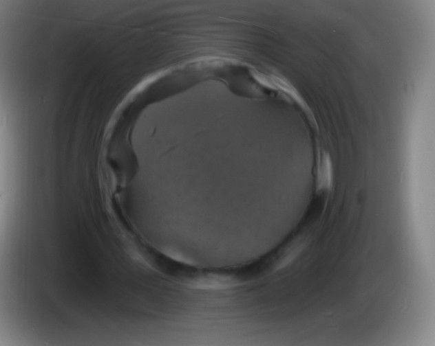 X0000085300387200703302005