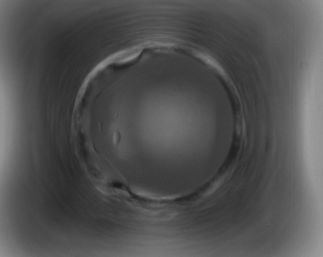 X0000085300388200703302005