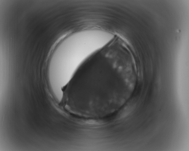 X0000085300390200703302005