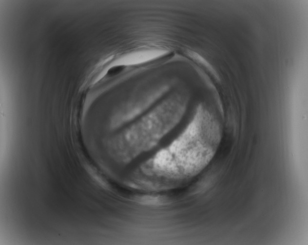 X0000085300394200703302005