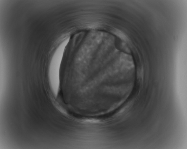 X0000085300397200703302005