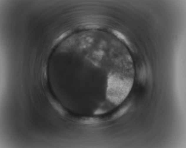 X0000085300398200703302005