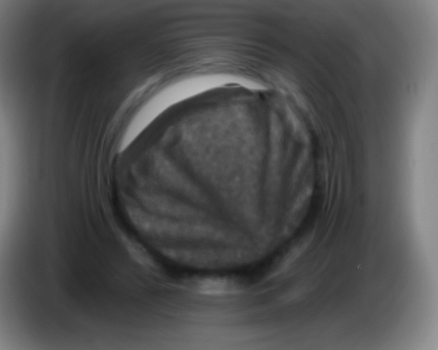 X0000085300400200703302005