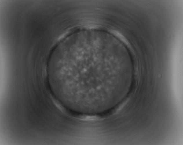 X0000085300401200703302005