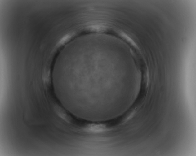X0000085300403200703302005