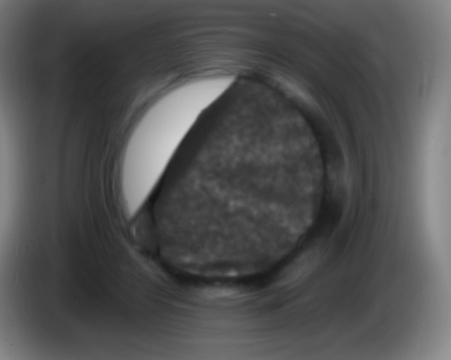 X0000085300404200703302005