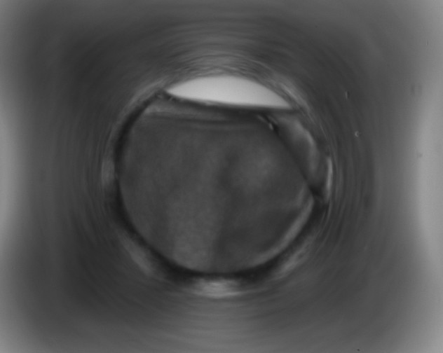 X0000085300407200703302005