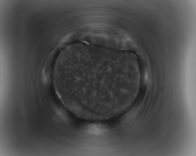 X0000085300408200703302005