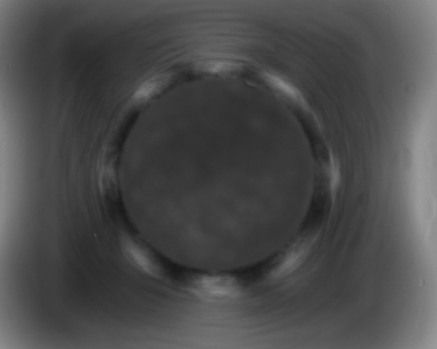 X0000085300415200703302005