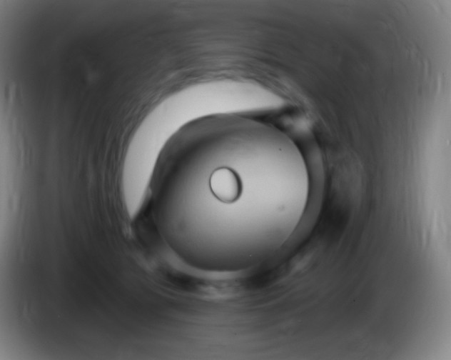 X0000085300417200703302005