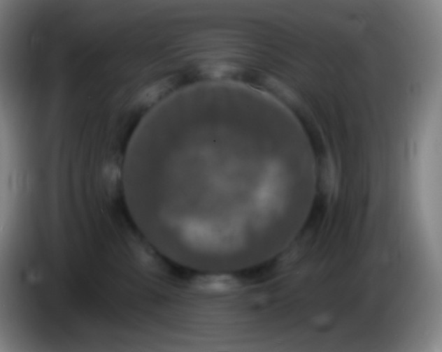X0000085300427200703302005
