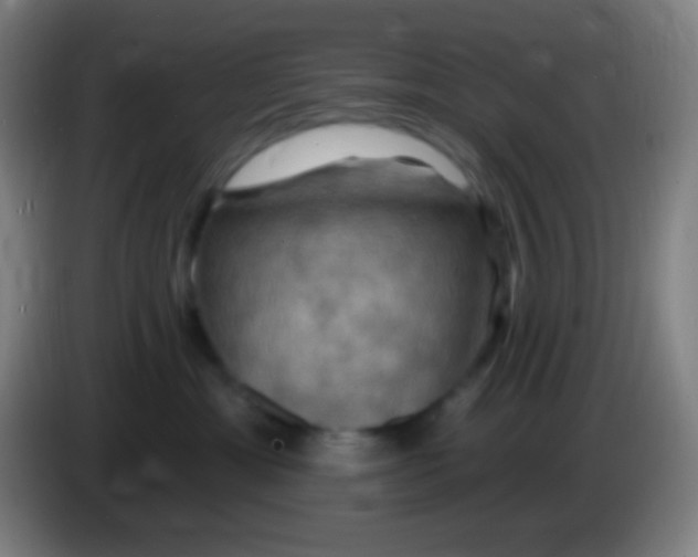 X0000085300429200703302005