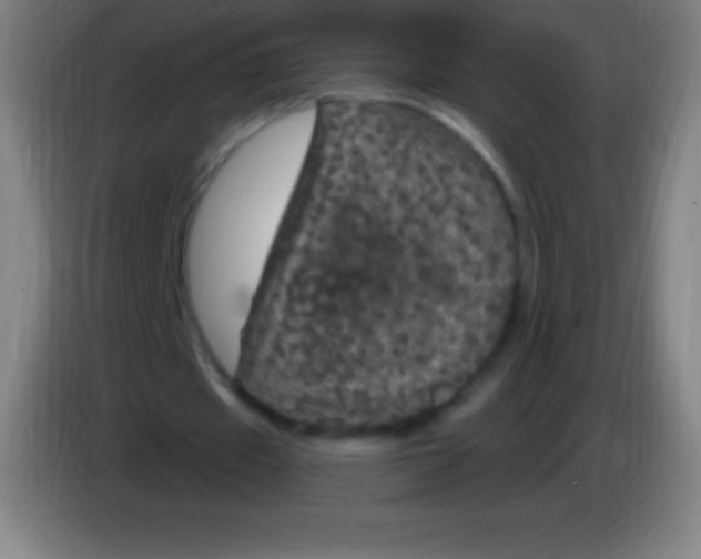 X0000085300433200703302004